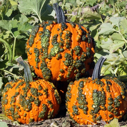 Picture of Pumpkin Warty Goblin F1